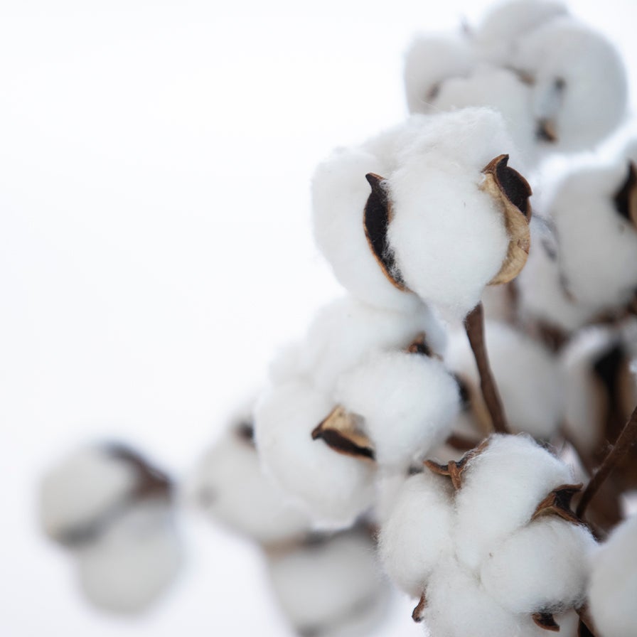 A Focus on our Fabrics